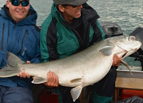 70 lbs Lake Trout Great Bear Lake