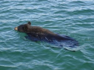 great_bear_lake_20121130_1983884056