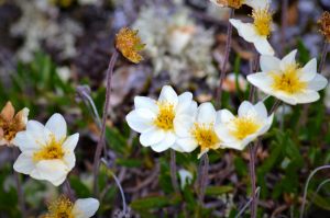 flowers