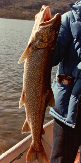 Lake Trout