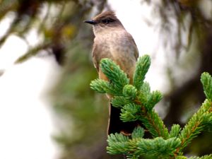 Alder Fly Catcher or Say's Phoebe?