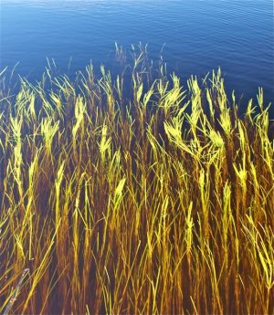 Aquatic Vegetation