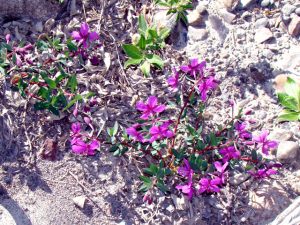 Arctic Flora