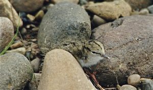 Arctic Tern Chick