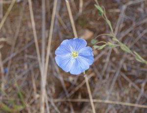 Blue Flower