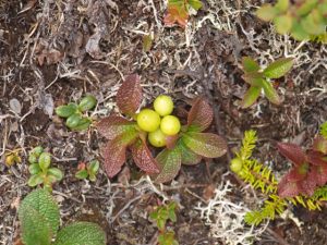 Boring Berries?