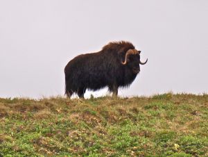 Bull Muskox