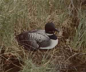 Common Loon