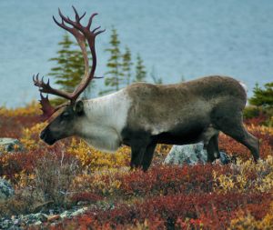 Large bull Caribou