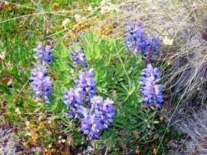 Even More Blue Flowers