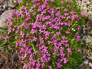 Flower Clusters - Goodfellow Point