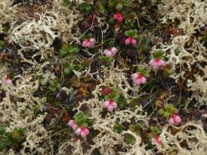 Great Bear Lake Flora