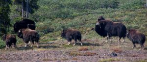 Herd on the Move