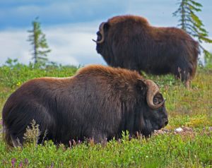 Large Bulls at Second Light