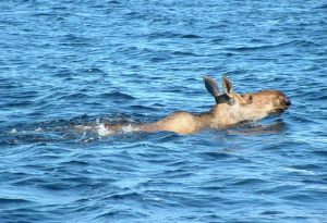 Moose -Whitefish River