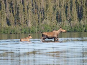 Moose Cow and Calf