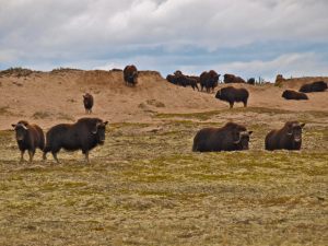 Muskox Herd