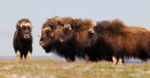 Muskoxen