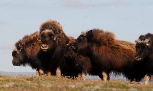 Muskoxen