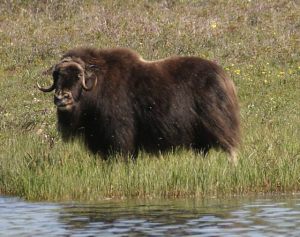 Muskoxen