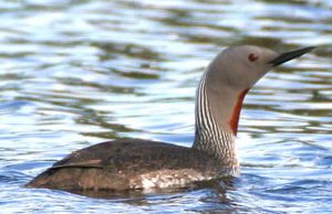 Red Throated Loon