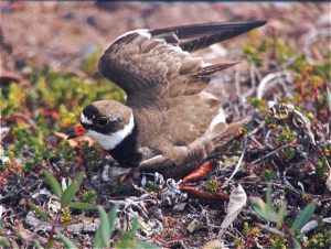 Semipalmated Plover