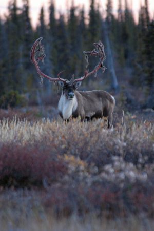 Shedding Velvet