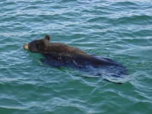 Swimming Black Bear