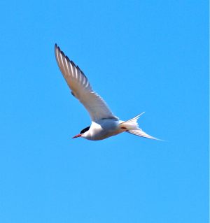 Tern in Flight