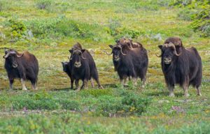 "Tripod" Herd