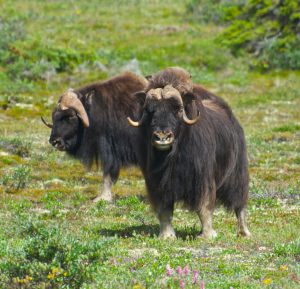 "Tripod" Herd