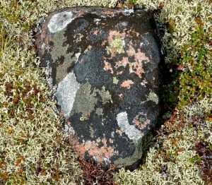 What's Not to Lichen?