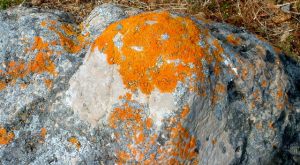 What's Not to Lichen?