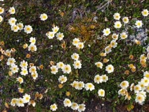 White Flowers