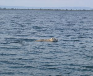 Wolf Swimming