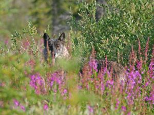 Arctic Wolf