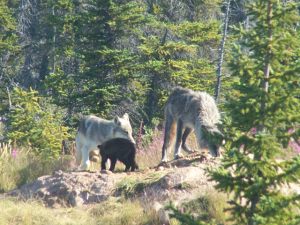 Arctic Wolf Family