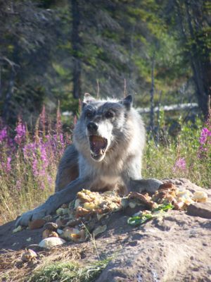 Arctic Wolf