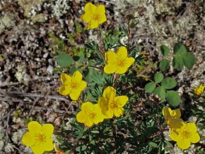 Potentilla