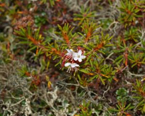 Yet Another White Flower