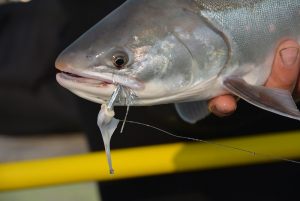 arctic-char