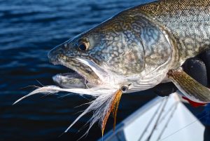 lake-trout-2016