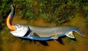 lake-trout