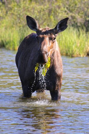 moose