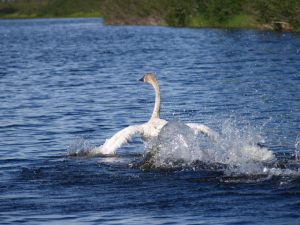 Tundra Swan