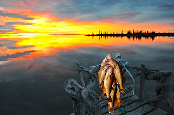 Great Bear Lake Walleye