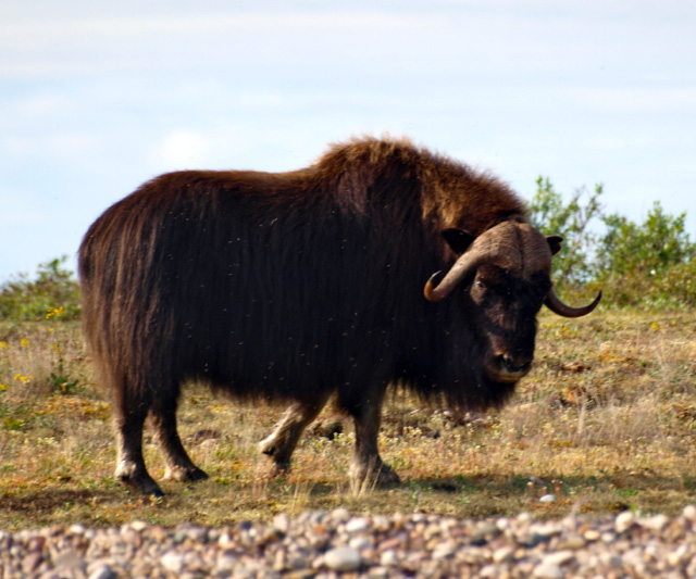 Muskox