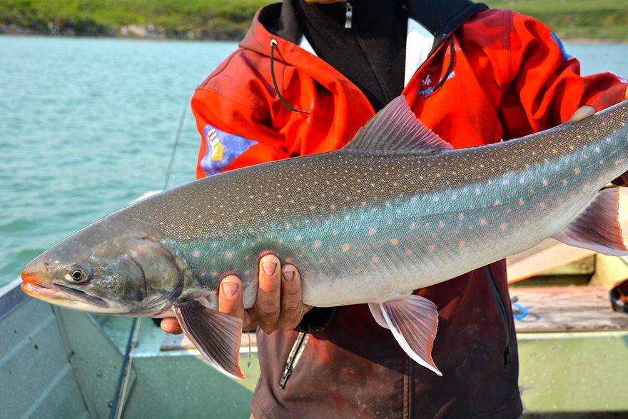 Arctic Char 2016