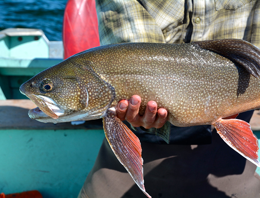 Lake Trout Great Bear Lake 2016