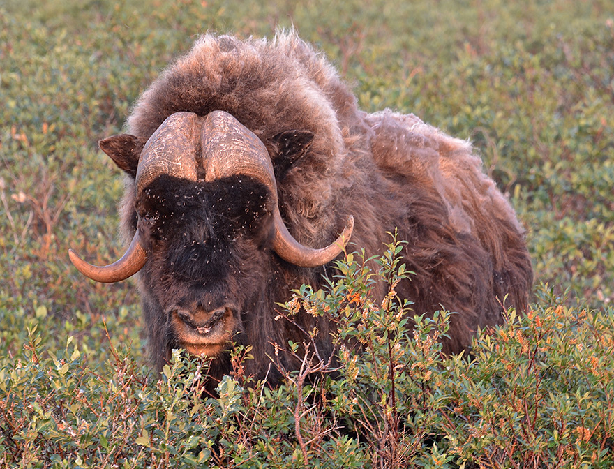 Muskox